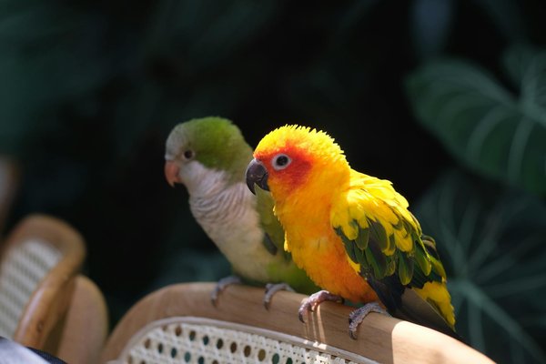 Favoriser la beauté intérieure de votre chien