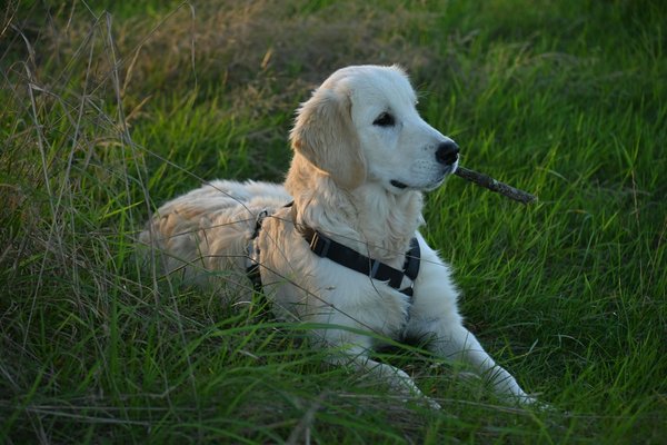 Ferme animalière : un outil pour lutter contre l'extinction des espèces