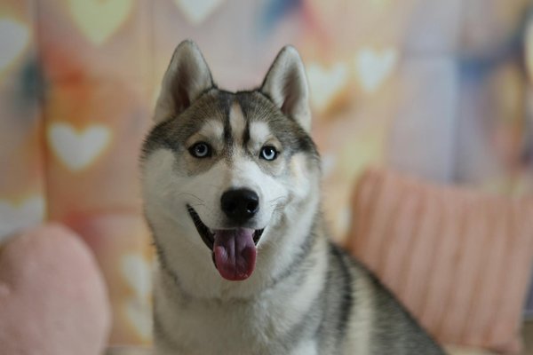 Mythes et réalités sur les parasites des chats